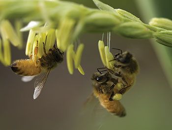 Photo of honeybees collecting pollen