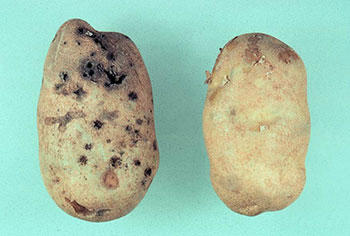Photo of two potatoes, one of which has been damaged by late summer wireworm feeding