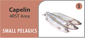 This photograph shows a capelin