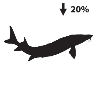 Silhouette depiction of a sturgeon