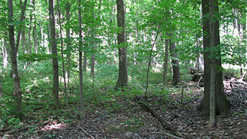 Photo of Carolinian forest