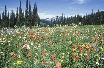 Photo of meadow filled with wildflowers in Mount Revelstoke National Park