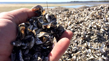 Photo of a hand full of zebra mussel shells, which are also piled up on a surrounding beach in Manitoba