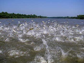 Many Asian carp jumping out of a body of water
