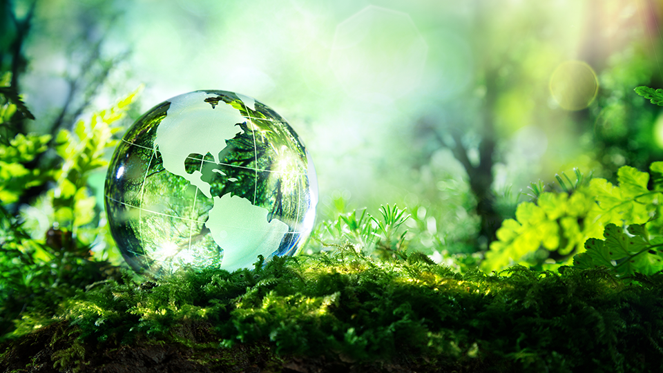 A glass sphere on the moss in a forest