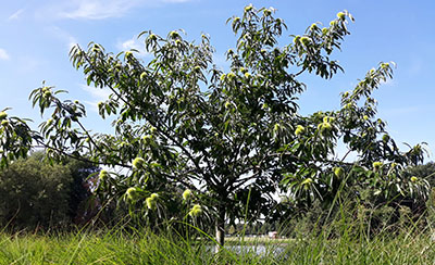 Photo of an American chestnut tree