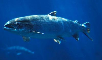 Photo of an Atlantic salmon in Lake Ontario