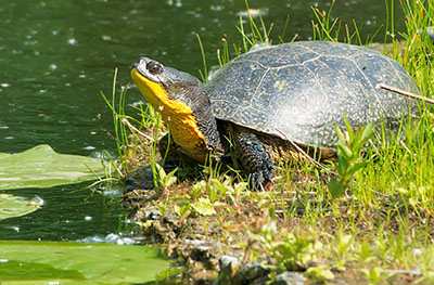 Photo of Blanding’s turtle on the edge of a pond