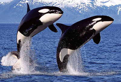Photo of two killer whales breaching the water