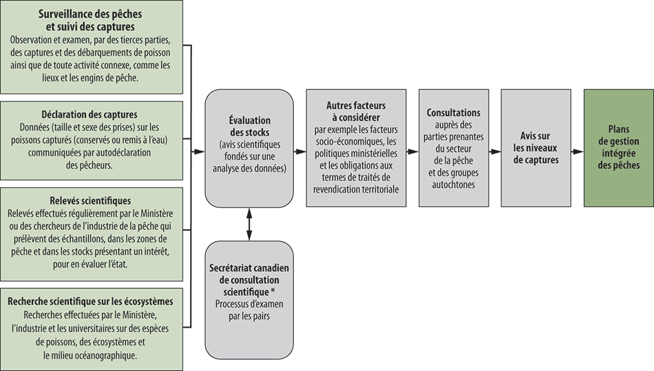 Diagramme montrant le processus de la gestion des pêches