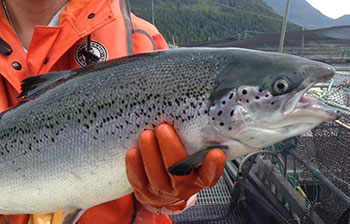 Photo of a fishery worker holding a salmon