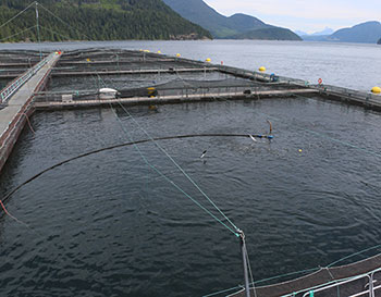 Photo of an aquaculture net pen in the ocean