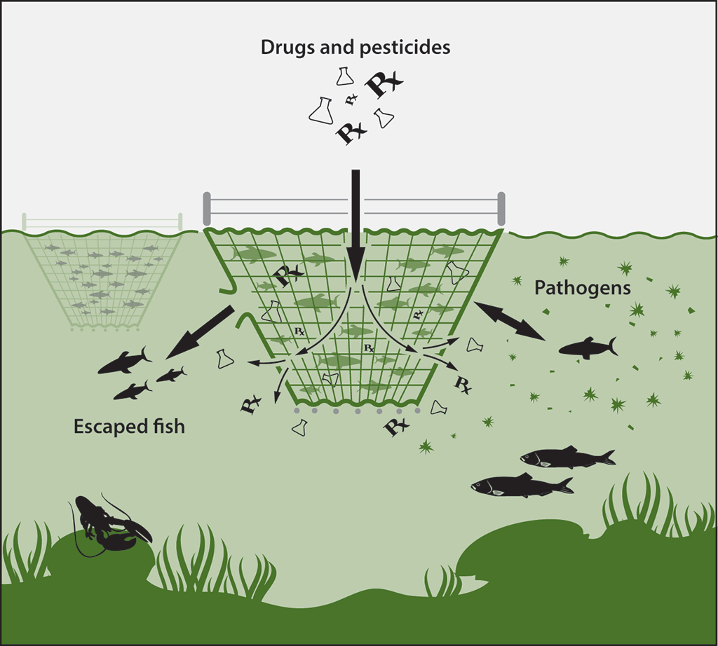 Diagram showing how net-pen aquaculture interacts with the ocean environment