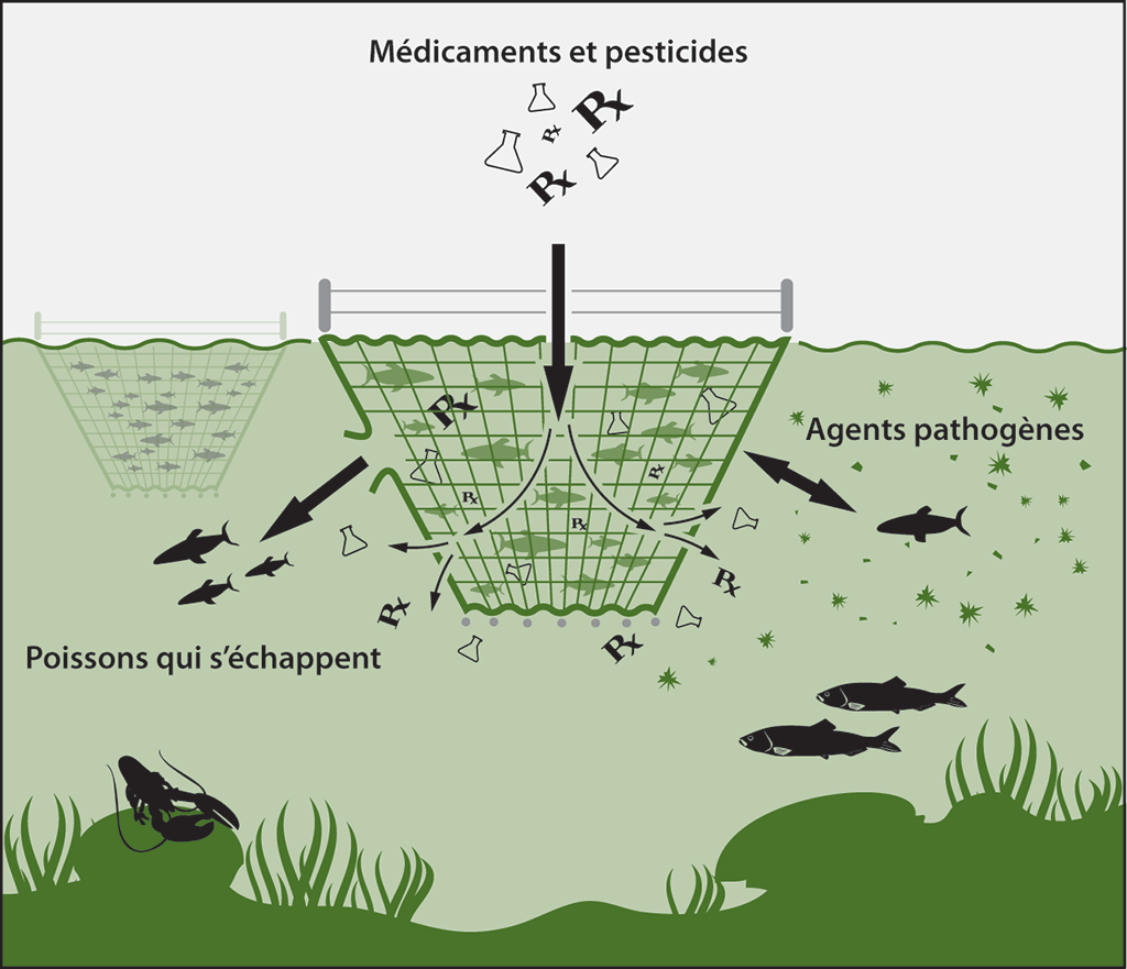 Diagramme montrant l’interaction entre l’aquaculture en parcs en filet et l’environnement marin Diagramme montrant l’interaction entre l’aquaculture en parcs en filet et l’environnement marin