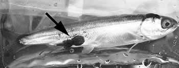 Photo of a salmon affected by sea lice