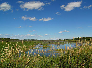 Photo of wetland vegetation around a body of water