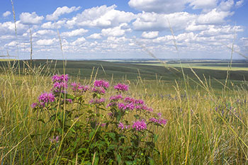 Photo of native prairie grasslands