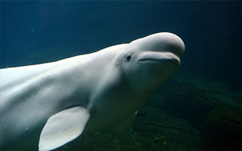 Underwater photo of a beluga whale