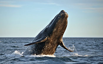 Photo of a right whale jumping out of the water