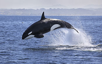Photo of a killer whale jumping out of the water