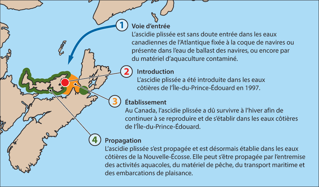 Carte montrant les zones d’invasion de l’ascidie plissée dans les eaux canadiennes de l’Atlantique et la progression de cette invasion Carte montrant les zones d’invasion de l’ascidie plissée dans les eaux canadiennes de l’Atlantique et la progression de cette invasion