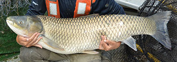A seated Fisheries and Oceans Canada staff member holding a large grass carp that was captured and removed from Lake Gibson, Ontario, in 2016