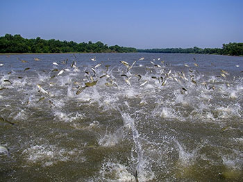 Many Asian carp jumping out of a body of water Many Asian carp jumping out of a body of water