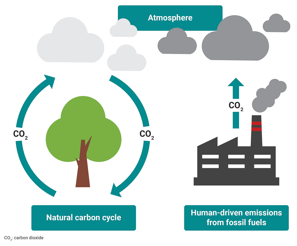 Comparison of the natural carbon cycle of forests with human-driven emissions from fossil fuels