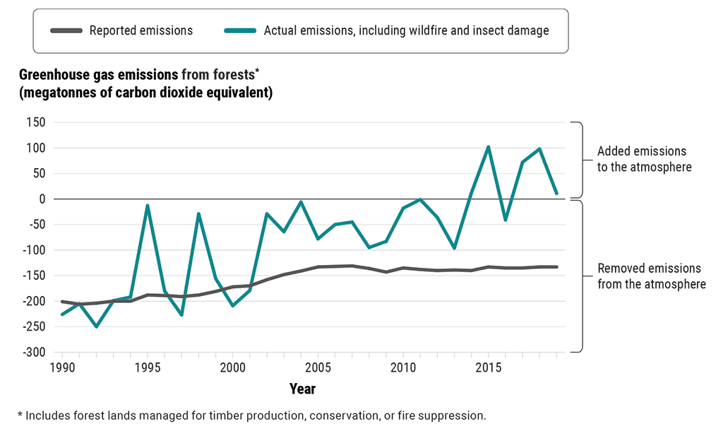 Chart comparing reported with actual greenhouse gas emissions from forests, which include wildfire and insect damage, from 1990 to 2019