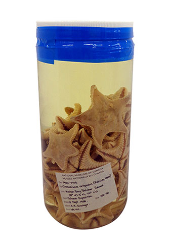 This photo shows a jar of Arctic sea stars