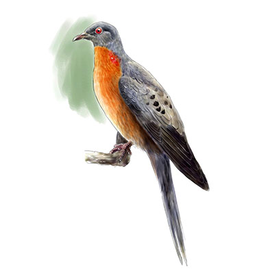 Illustration of a passenger pigeon