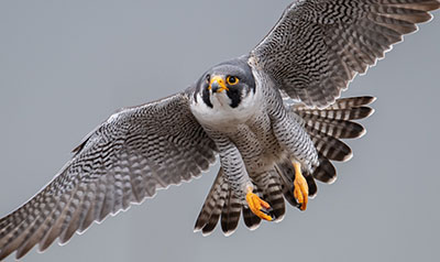 Photo of a peregrine falcon in flight